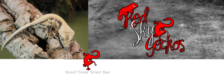 Red Sky Geckos